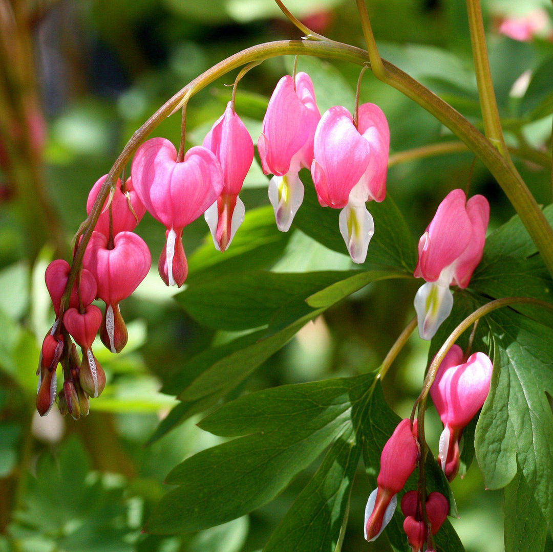 Dicentra spectabilis ~ Bleeding Heart-ServeScape