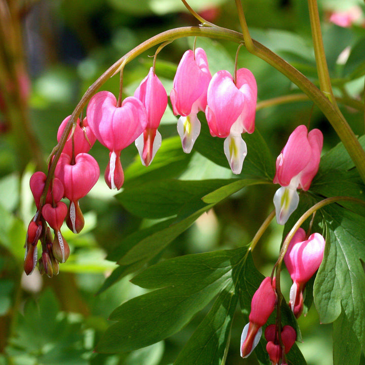 Dicentra spectabilis ~ Bleeding Heart-ServeScape