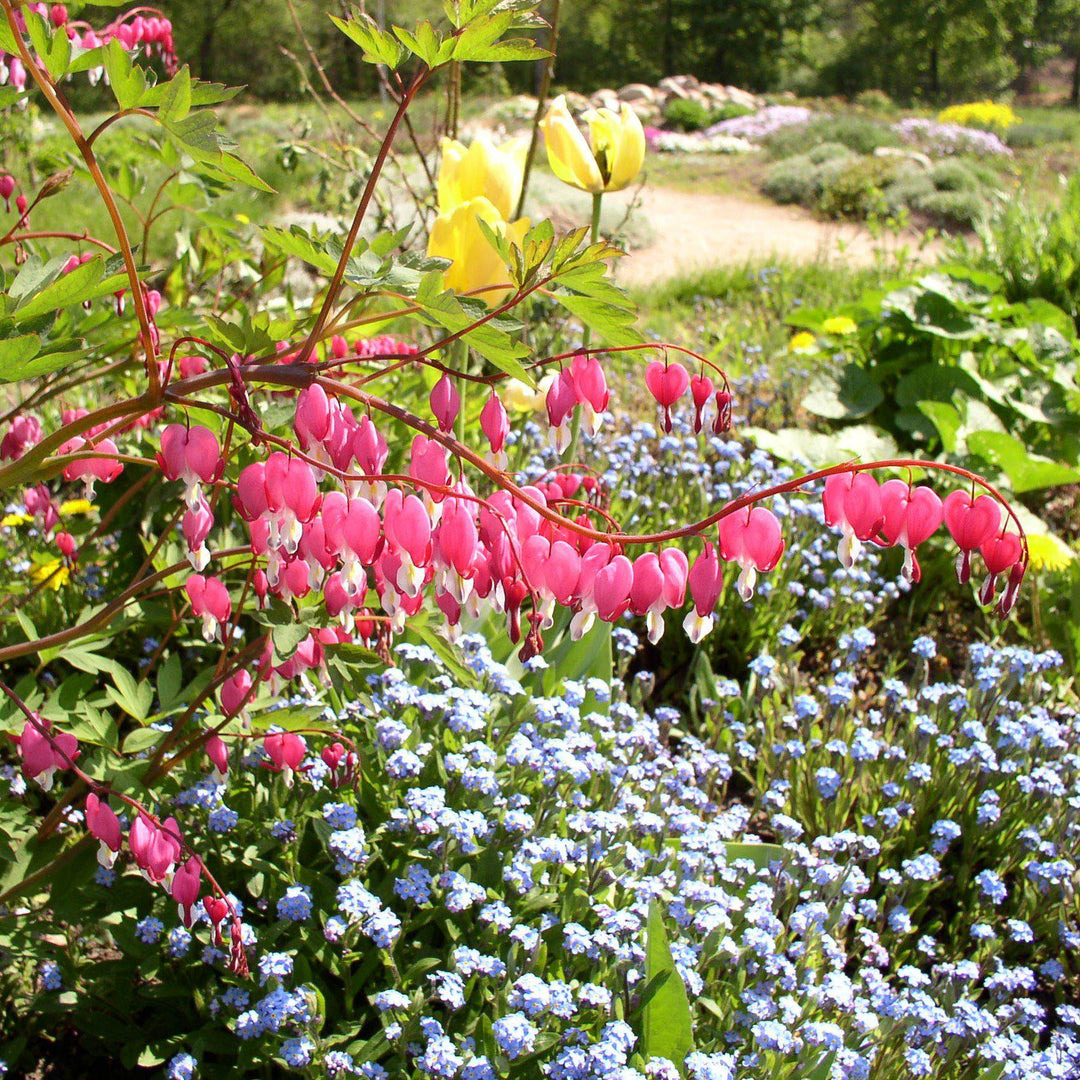 Dicentra spectabilis ~ Bleeding Heart-ServeScape