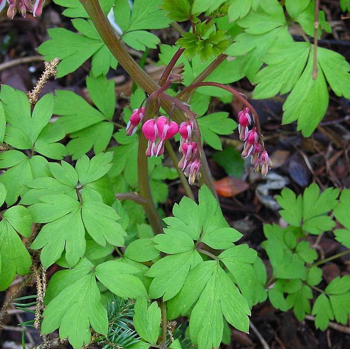 Dicentra spectabilis ~ Bleeding Heart-ServeScape