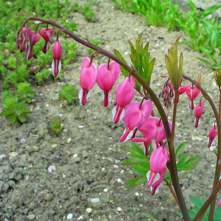 Dicentra spectabilis ~ Bleeding Heart-ServeScape
