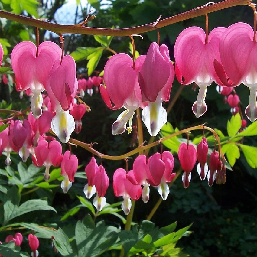 Dicentra spectablis ~ Bleeding Heart - Delivered By ServeScape