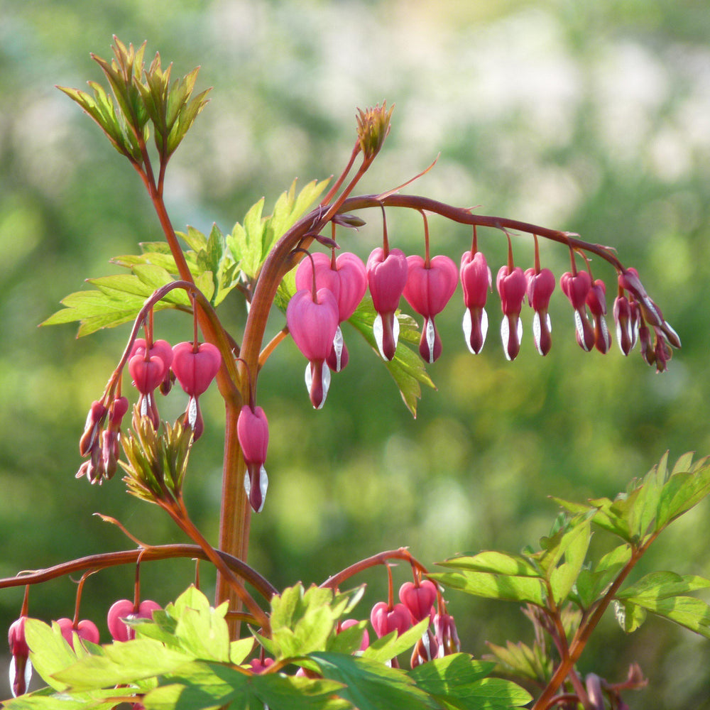 Dicentra spectablis 'Gold Heart' ~ Gold Heart Bleeding Heart-ServeScape