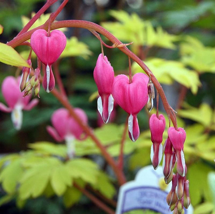Dicentra spectablis 'Gold Heart' ~ Gold Heart Bleeding Heart-ServeScape