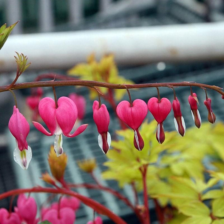 Dicentra spectablis 'Gold Heart' ~ Gold Heart Bleeding Heart-ServeScape
