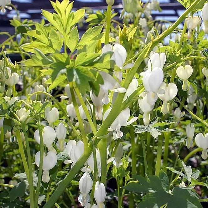 Dicentra spectablis 'Alba' ~ White Bleeding Heart-ServeScape