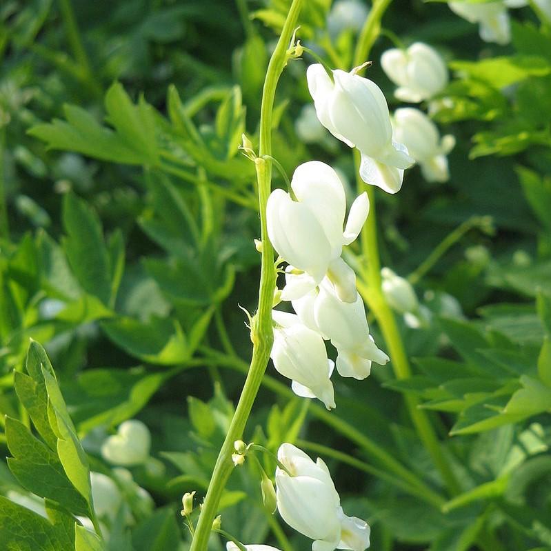Dicentra spectablis 'Alba' ~ White Bleeding Heart-ServeScape