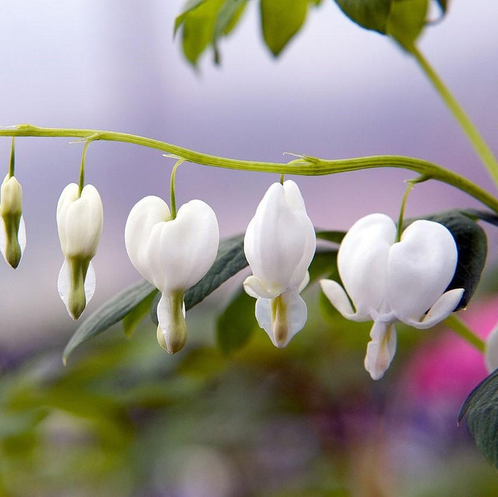 Dicentra spectablis 'Alba' ~ White Bleeding Heart-ServeScape