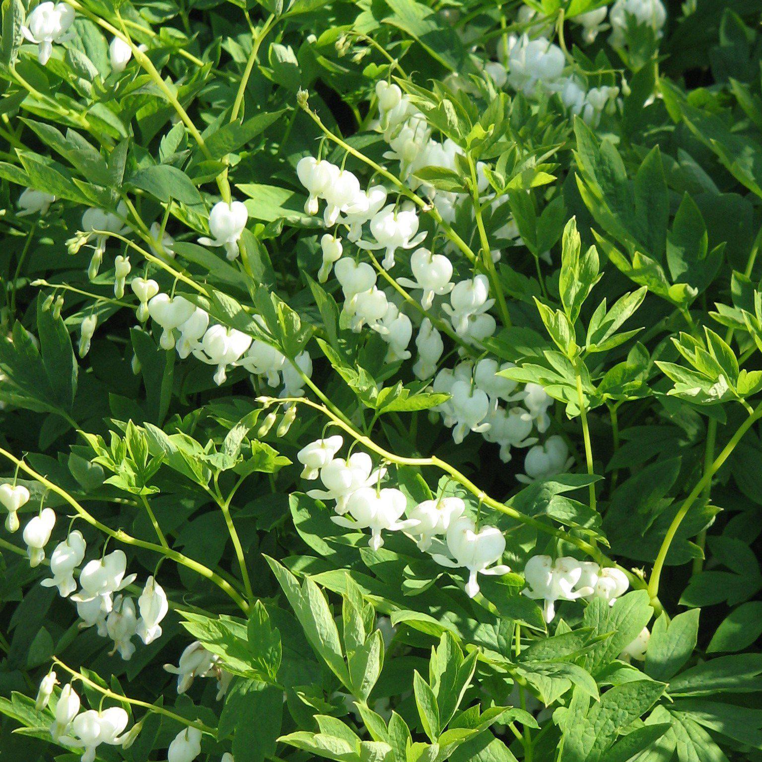 Dicentra spectablis 'Alba' ~ White Bleeding Heart - Delivered By ServeScape