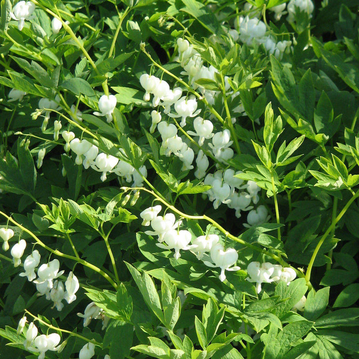 Dicentra spectablis 'Alba' ~ White Bleeding Heart - Delivered By ServeScape
