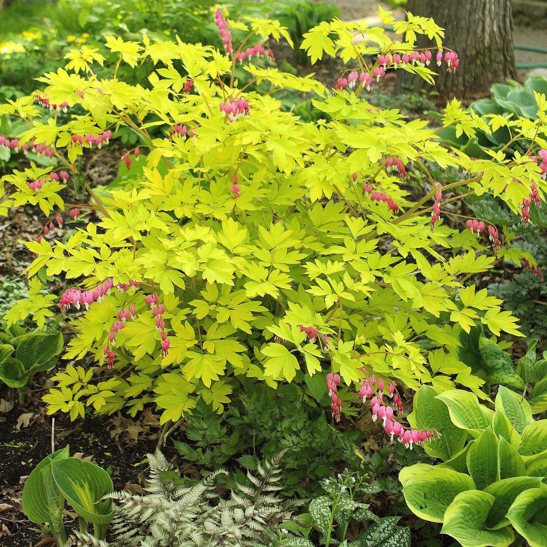 Dicentra spectablis 'Gold Leaf' ~ Gold Leaf Bleeding Heart - Delivered By ServeScape
