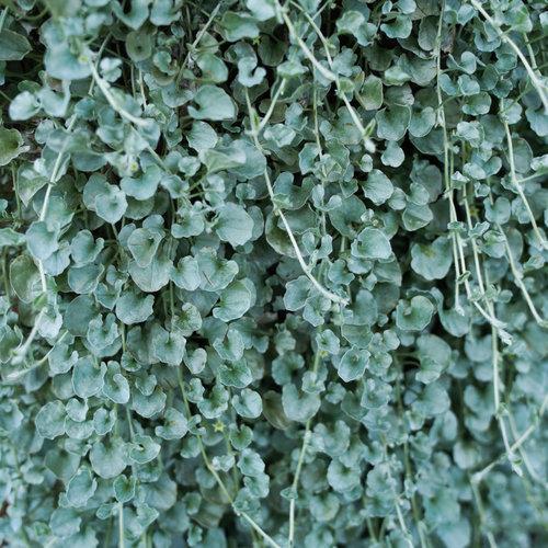 Dichondra argentea 'Silver Falls' ~ Proven Accents® Silver Falls™ Dichondra-ServeScape