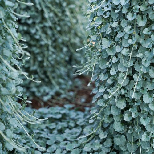 Dichondra argentea 'Silver Falls' ~ Proven Accents® Silver Falls™ Dichondra-ServeScape