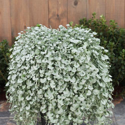 Dichondra argentea 'Silver Falls' ~ Proven Accents® Silver Falls™ Dichondra-ServeScape