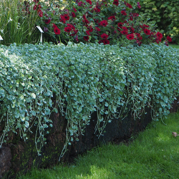 Dichondra argentea 'Silver Falls' ~ Proven Accents® Silver Falls™ Dichondra-ServeScape