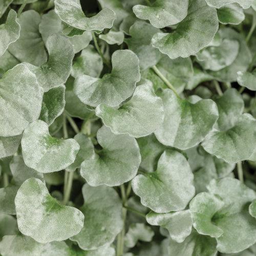 Dichondra Argentea 'Silver Falls' ~ Proven Accents® Silver Falls™ Dichondra - Delivered By ServeScape