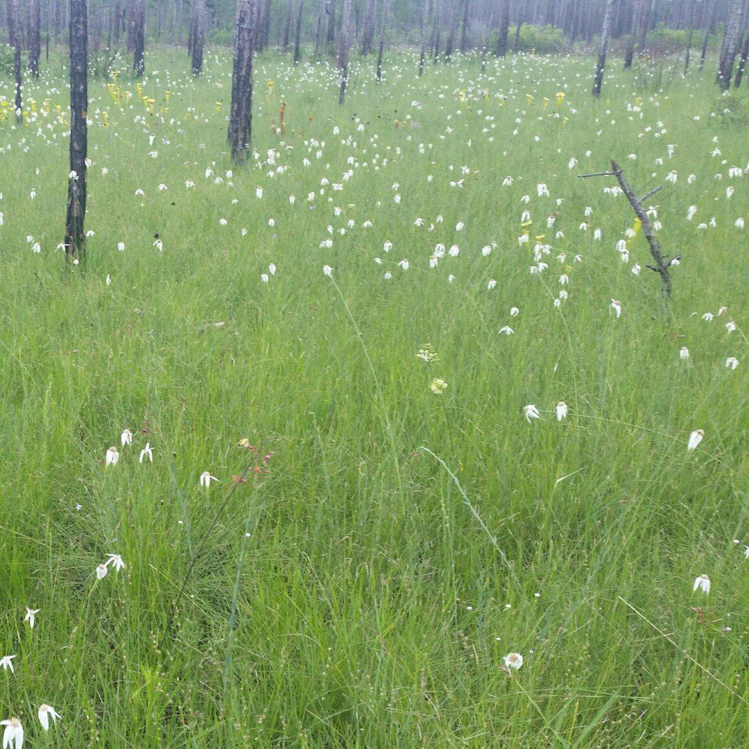Dichromena latifolia ~ Star Rush, White-Top Sedge-ServeScape