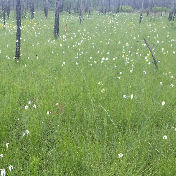 Dichromena latifolia ~ Star Rush, White-Top Sedge-ServeScape