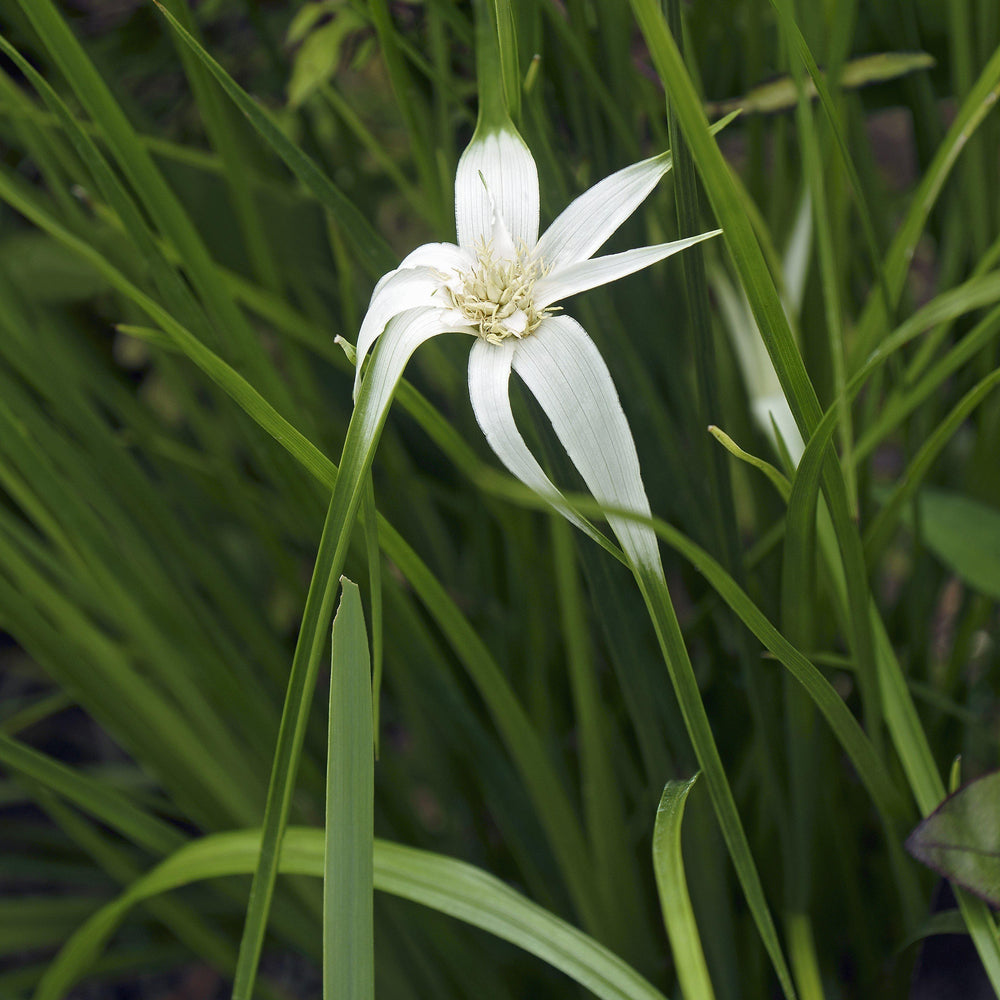 Dichromena latifolia ~ Star Rush, White-Top Sedge - Delivered By ServeScape