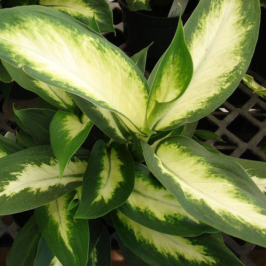 Dieffenbachia spp. ~ Dumb Cane-ServeScape
