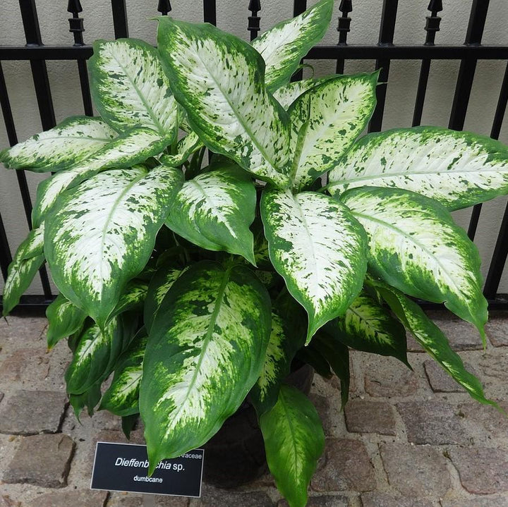 Dieffenbachia spp. ~ Dumb Cane-ServeScape