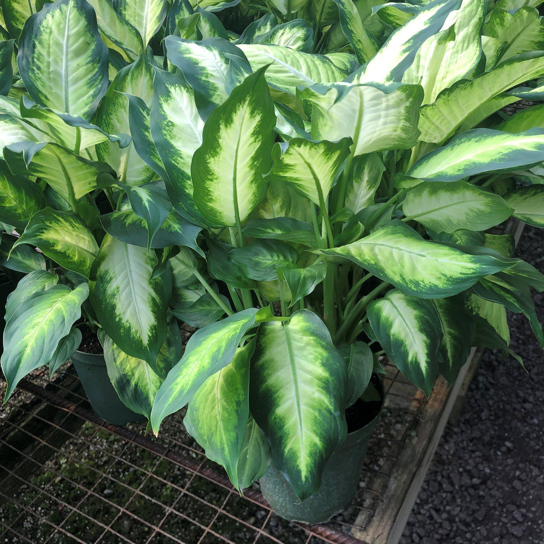 Dieffenbachia spp. ~ Dumb Cane-ServeScape