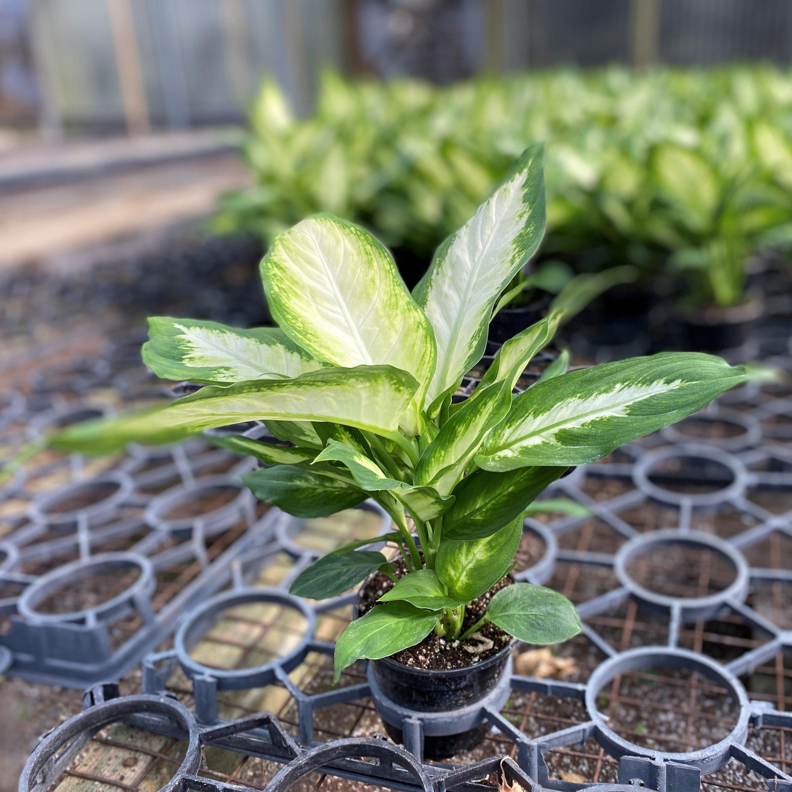 Dieffenbachia spp. ~ Dumb Cane-ServeScape