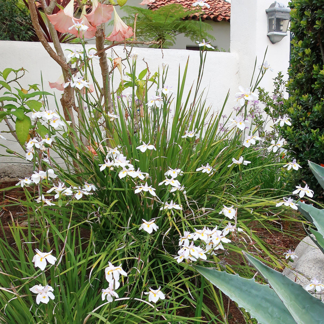 Dietes grandiflora ~ African Butterfly Iris-ServeScape