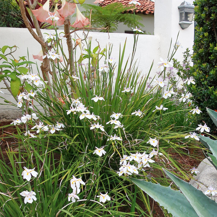 Dietes grandiflora ~ African Butterfly Iris-ServeScape