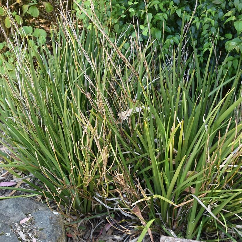 Dietes grandiflora ~ African Butterfly Iris-ServeScape