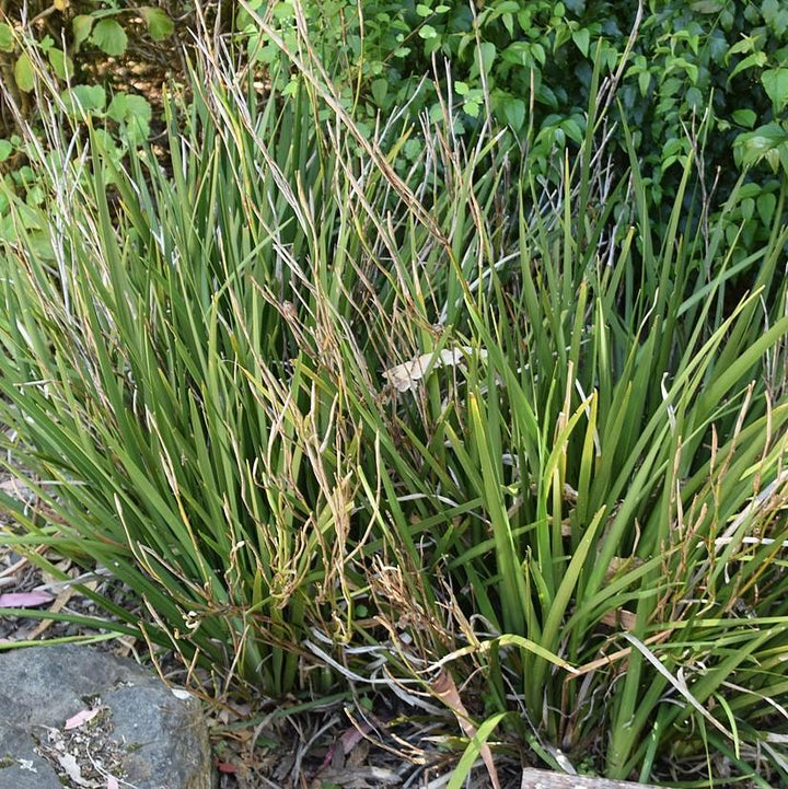 Dietes grandiflora ~ African Butterfly Iris-ServeScape