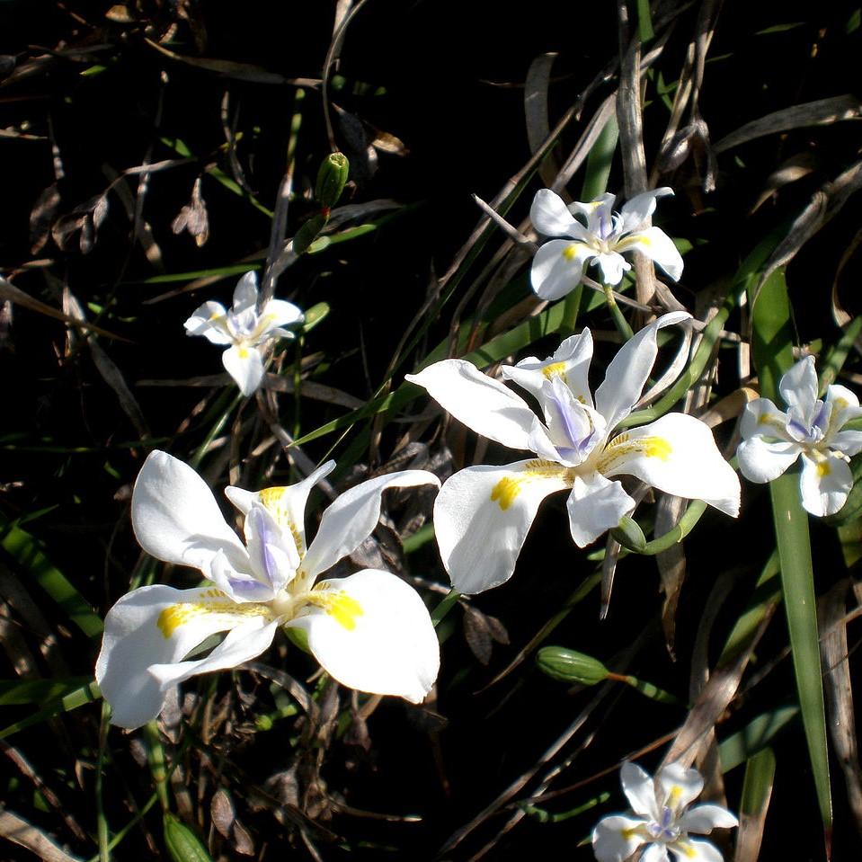 Dietes vegeta ~ African Iris-ServeScape