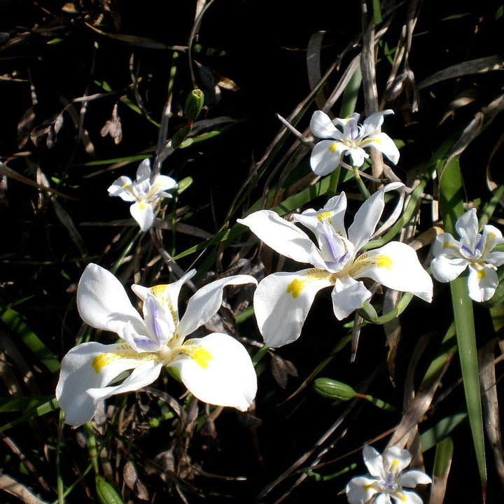 Dietes vegeta ~ African Iris-ServeScape