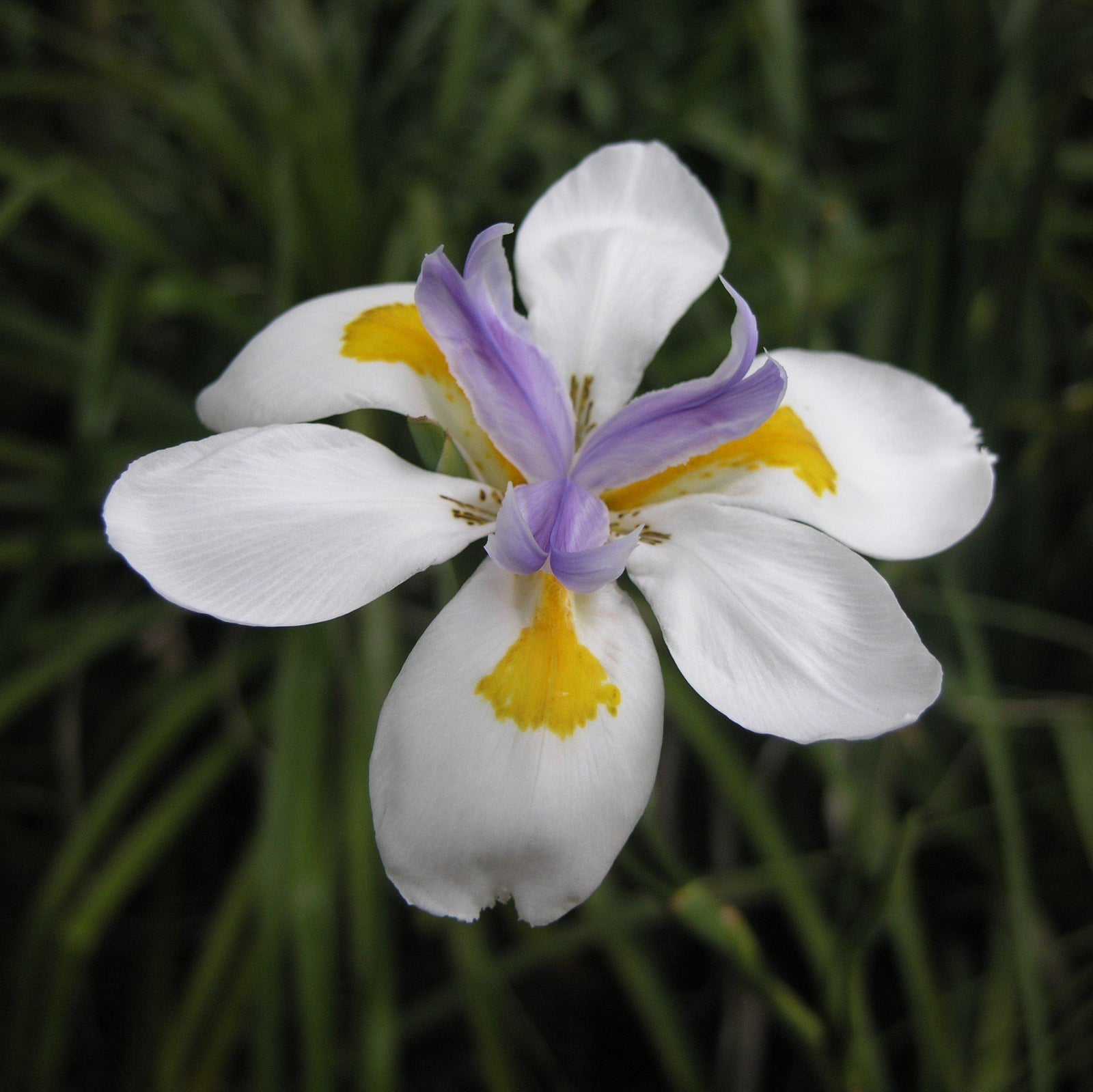 Dietes vegeta ~ African Iris-ServeScape
