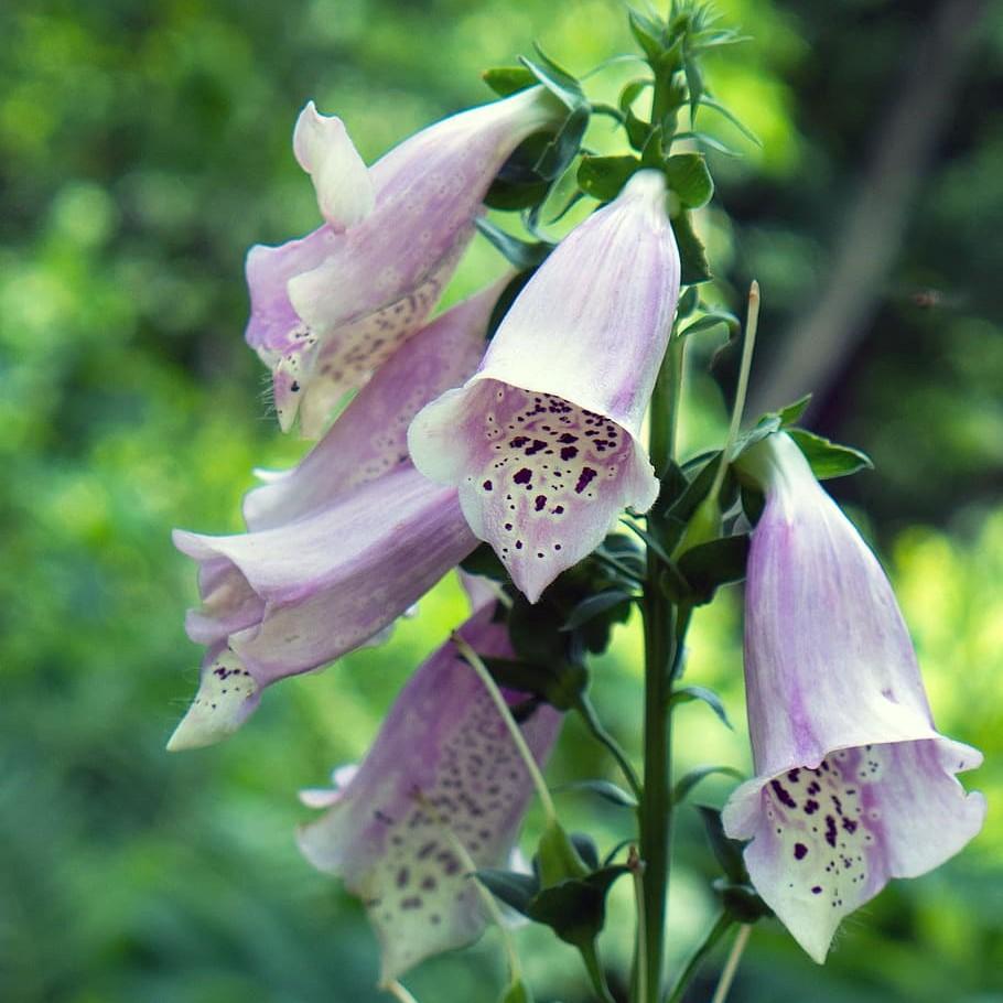 Digitalis 'Camelot Lavender' ~ Camelot Lavender Foxglove-ServeScape