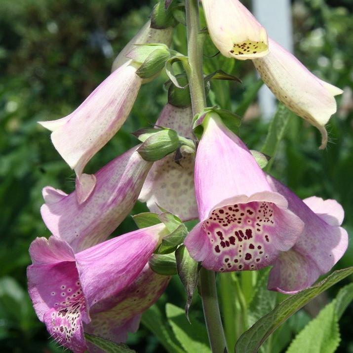 Digitalis 'Camelot Lavender' ~ Camelot Lavender Foxglove-ServeScape
