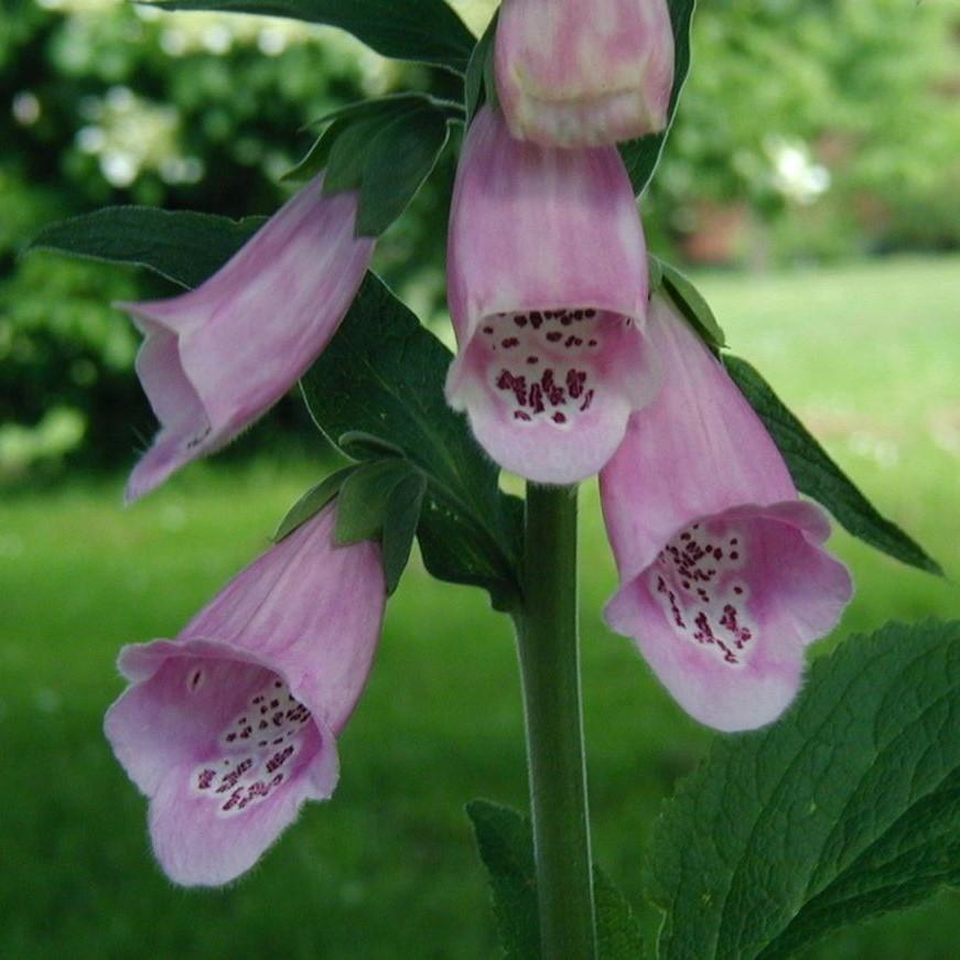 Digitalis 'Camelot Lavender' ~ Camelot Lavender Foxglove-ServeScape