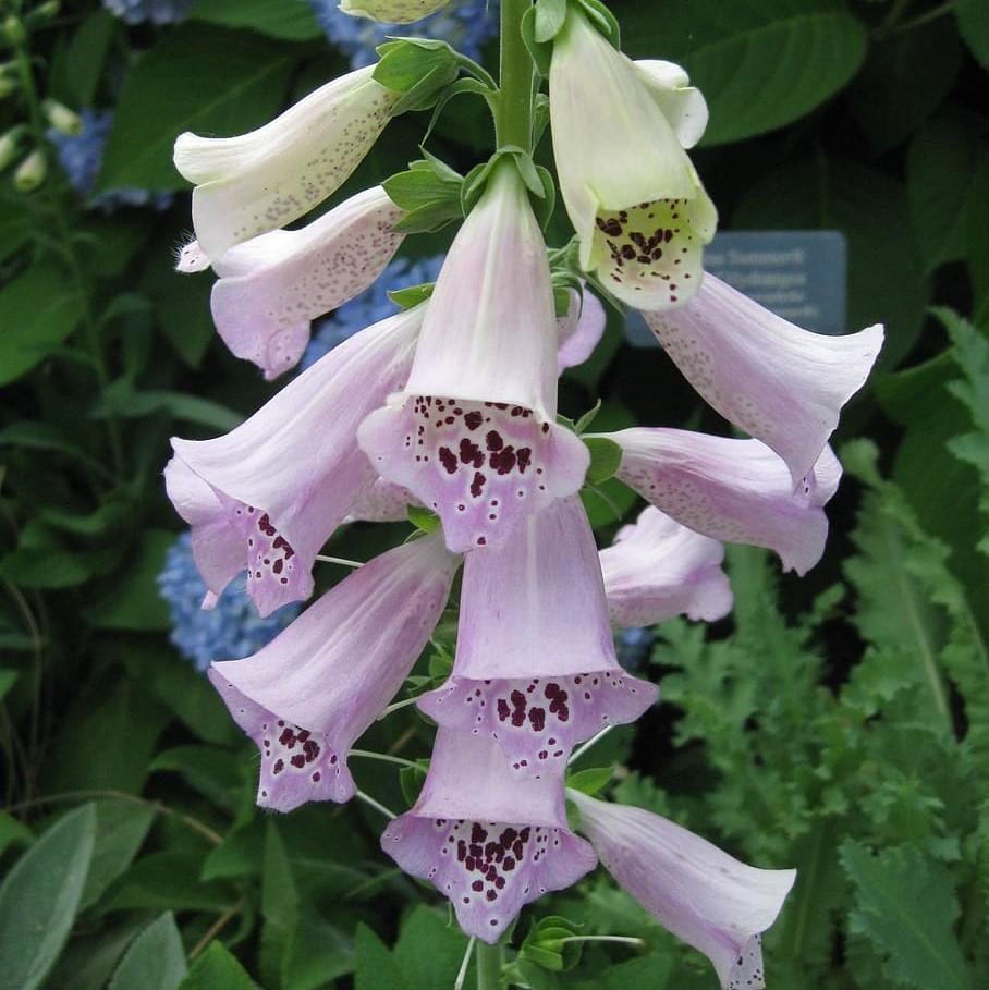 Digitalis 'Camelot Lavender' ~ Camelot Lavender Foxglove-ServeScape