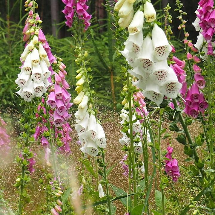 Digitalis 'Camelot Mix' ~ Camelot Mix Foxglove-ServeScape
