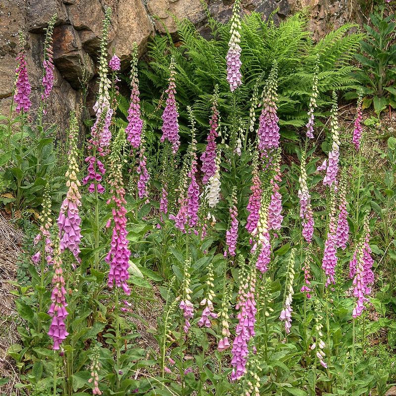 Digitalis 'Camelot Mix' ~ Camelot Mix Foxglove-ServeScape