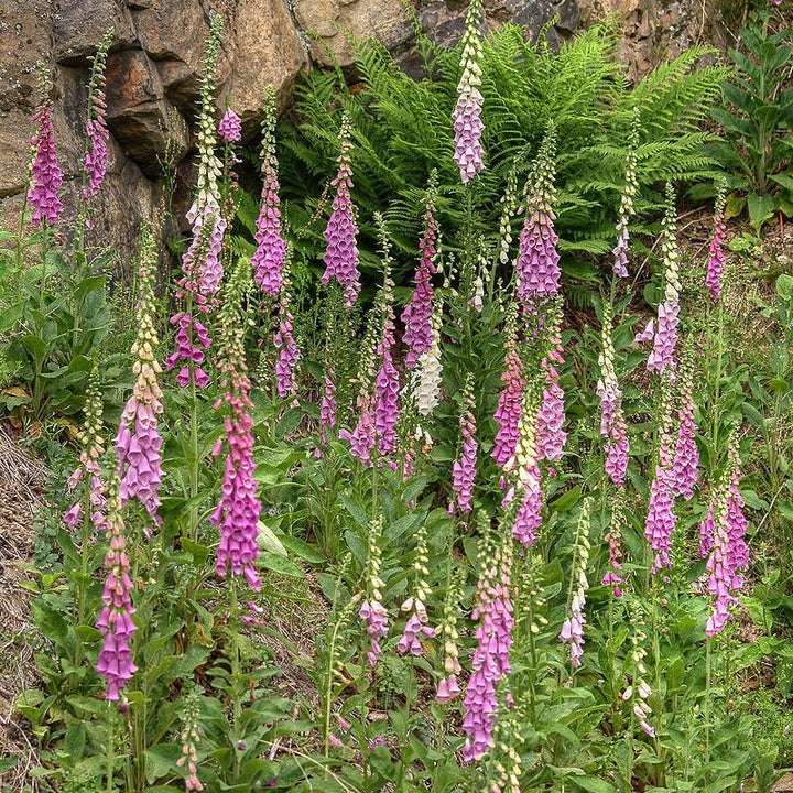 Digitalis 'Camelot Mix' ~ Camelot Mix Foxglove-ServeScape