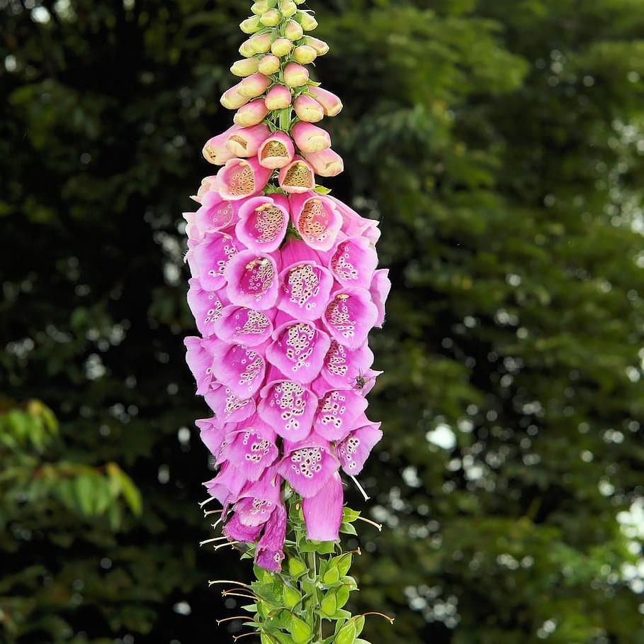 Digitalis 'Camelot Rose' ~ Camelot Rose Foxglove-ServeScape