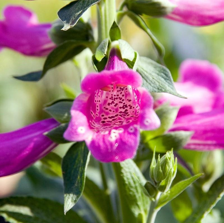 Digitalis 'Camelot Rose' ~ Camelot Rose Foxglove-ServeScape