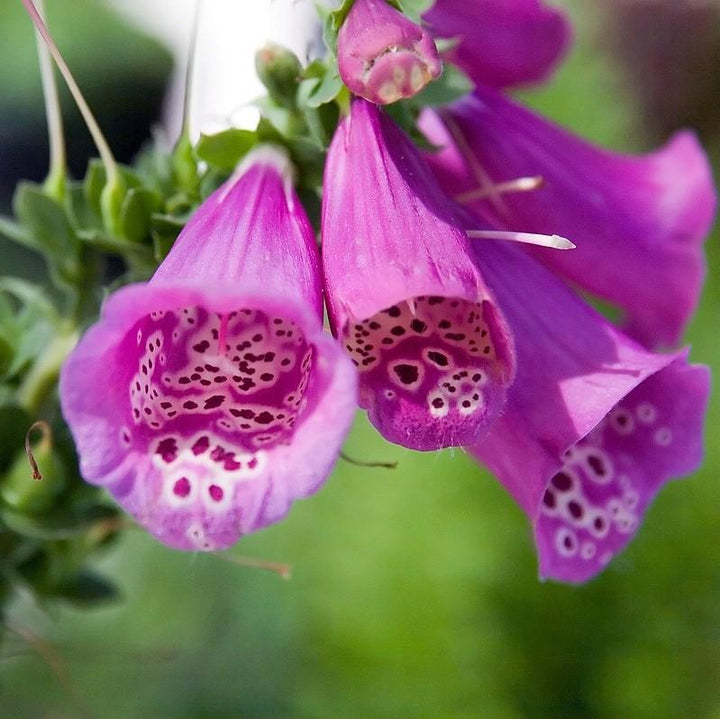 Digitalis 'Camelot Rose' ~ Camelot Rose Foxglove-ServeScape