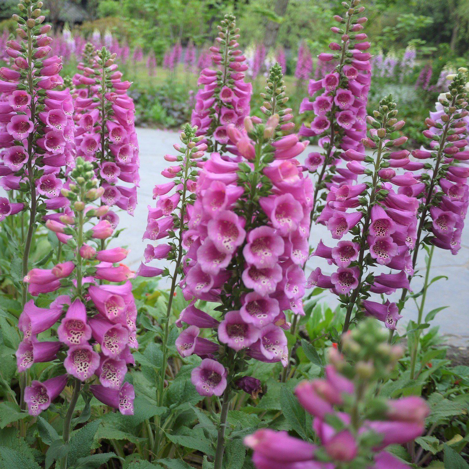 Digitalis 'Camelot Rose' ~ Camelot Rose Foxglove-ServeScape