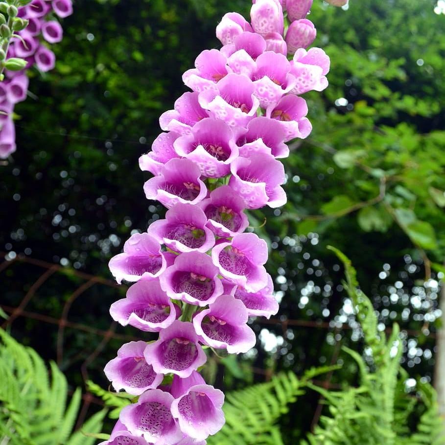 Digitalis purpurea 'Candy Mountain' ~ Candy Mountain Foxglove-ServeScape