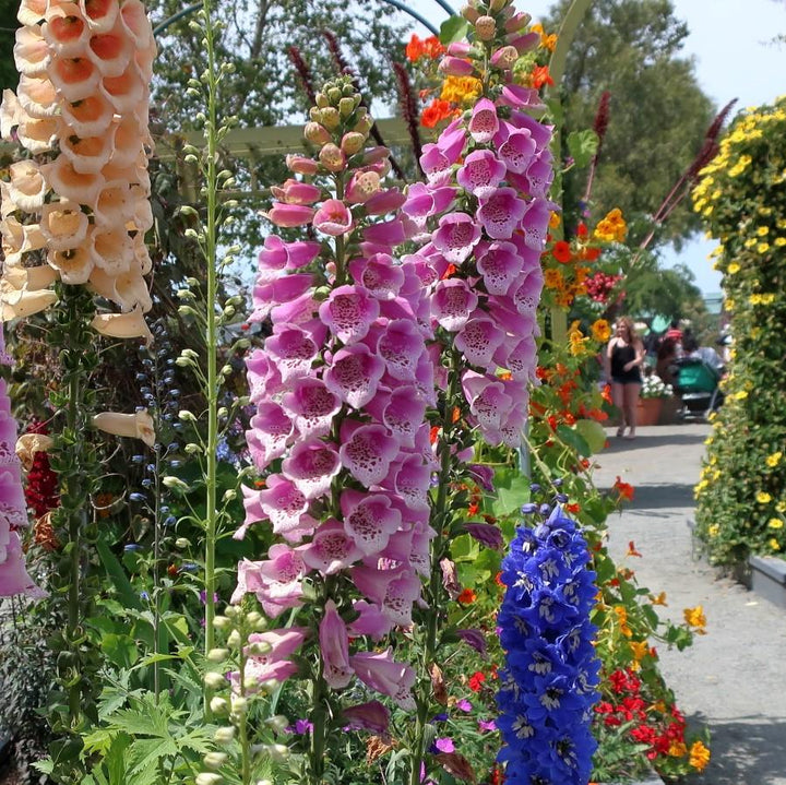 Digitalis purpurea 'Candy Mountain' ~ Candy Mountain Foxglove-ServeScape