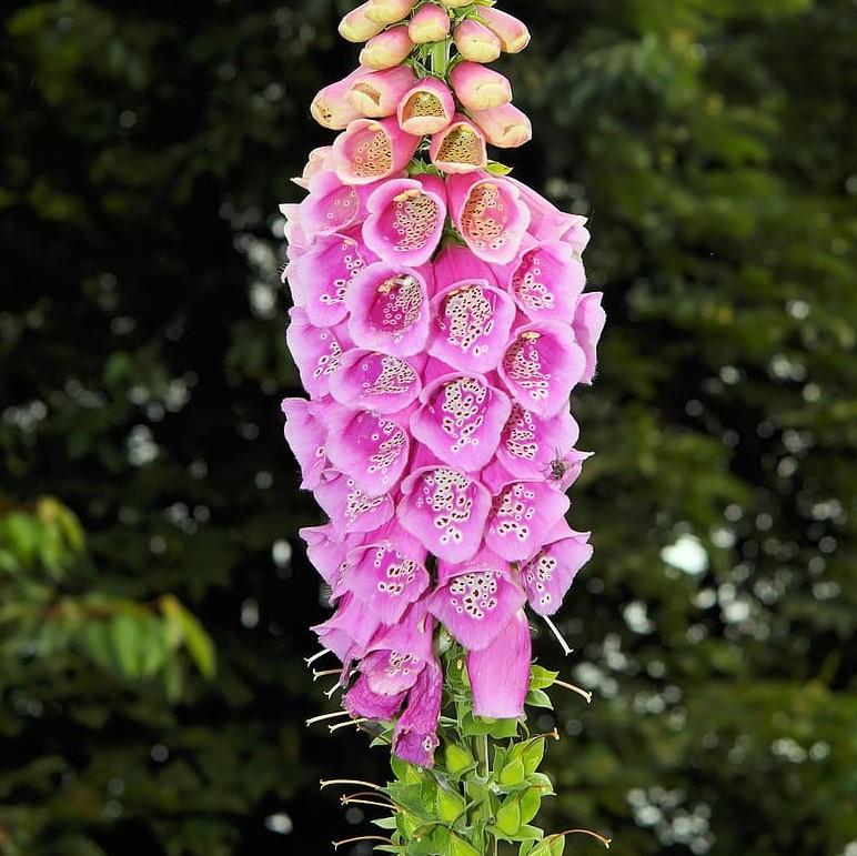 Digitalis purpurea 'Candy Mountain' ~ Candy Mountain Foxglove-ServeScape