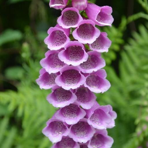 Digitalis purpurea 'Candy Mountain' ~ Candy Mountain Foxglove-ServeScape