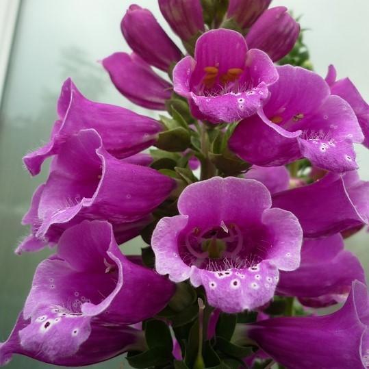 Digitalis purpurea 'Candy Mountain' ~ Candy Mountain Foxglove - Delivered By ServeScape